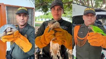 fauna-silvestre-incautación-semana-santa