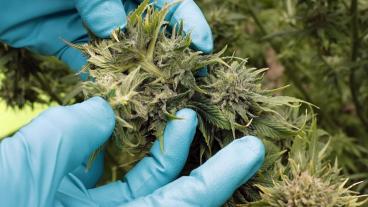 Uso de cannabis recreativo