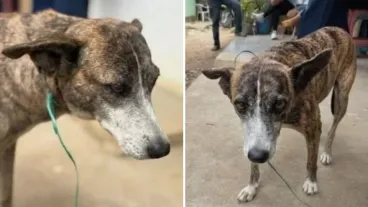 Perrita Estrella