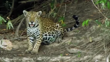 avistamiento-jaguar-Tuparro