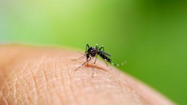 Chikungunya