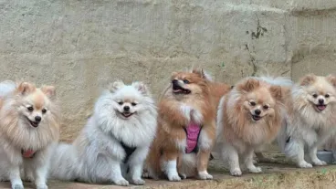 Cinco perros Pomerania desaparecidos en Cali