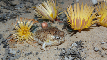 Rana del Desierto