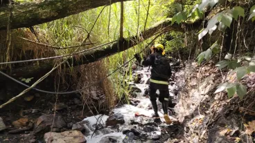 CAR activa trámite por árboles en riesgo por El Niño