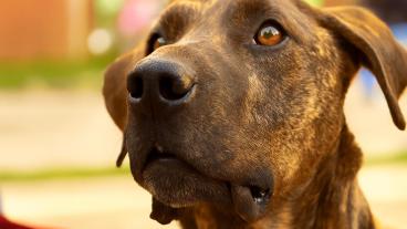 Participantes de Expopet 2026 adoptando mascotas