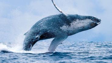 temporada-avistamiento-ballenas