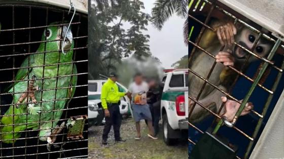 Tiktoker-capturado-Putumayo-animales