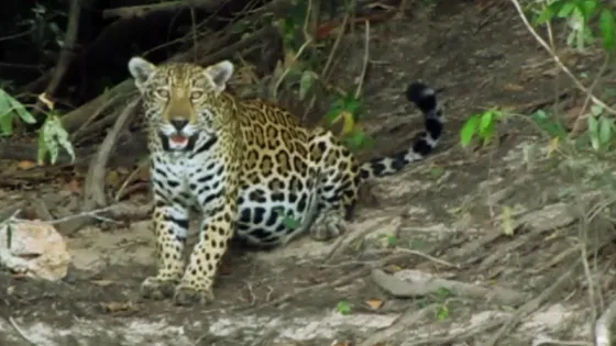 avistamiento-jaguar-Tuparro