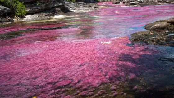 caño-cristales-temporada