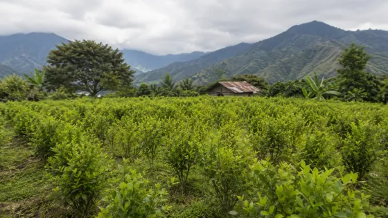 Cultivos de coca crecieron en Colombia mientras cayó la erradicación forzosa