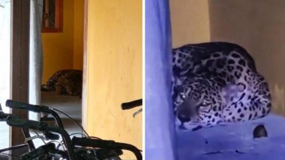 Jaguar