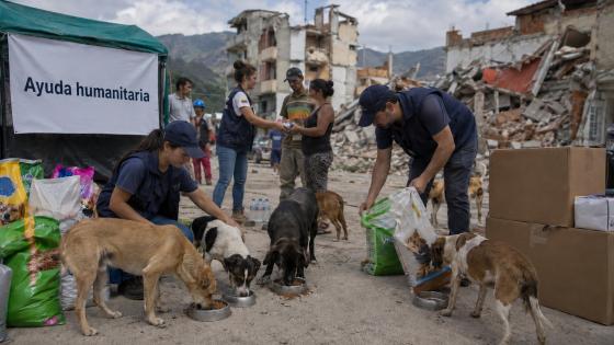 Perros