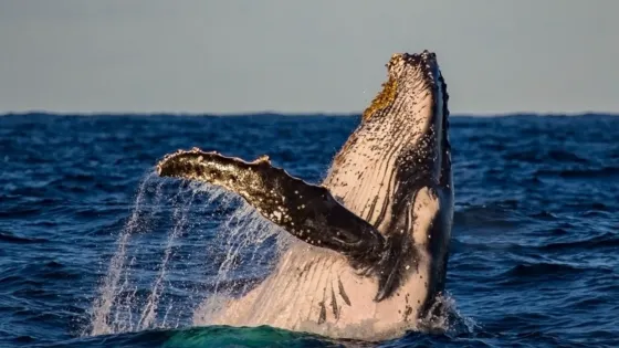 Ballenas