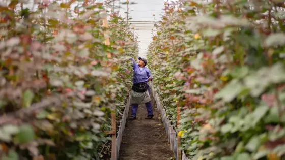 Mujeres flores