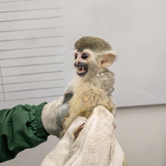animal